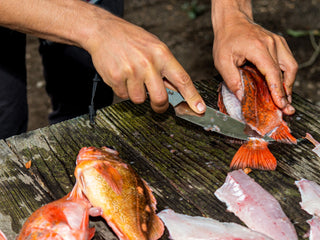 hell gap filetting fish
