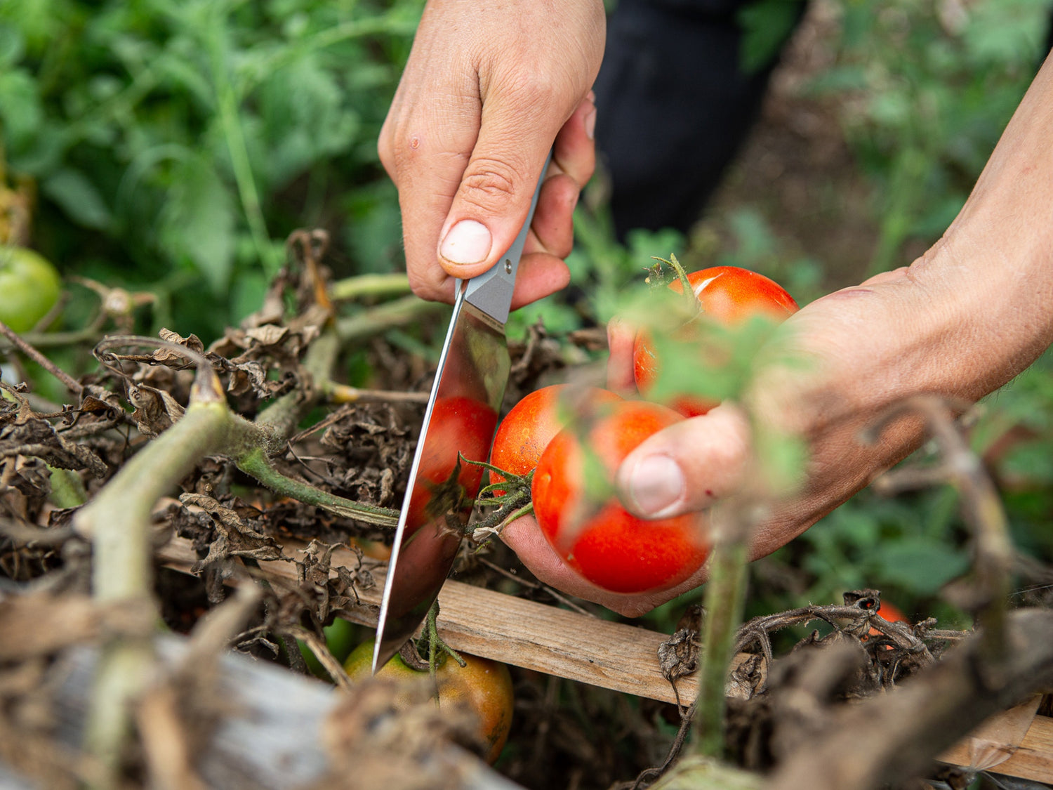 hell gap tomatoes