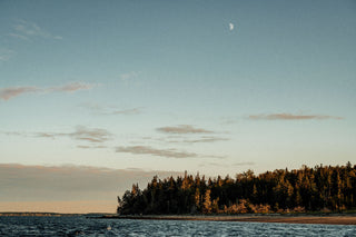 A forest on a beach in Cow Bay, Nova Scotia.