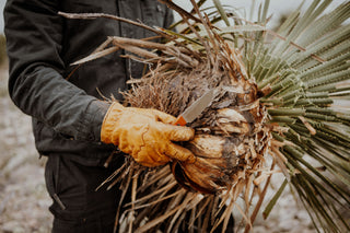 A man with a sotol plant in one hand and a knife in the other.