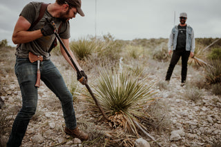 A man harvesting a sotol plant in the desert.